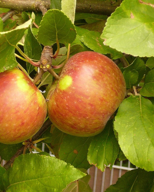 POMME ELSTAR