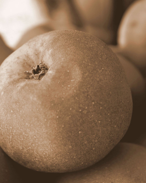 POMME CANADA GRISE
