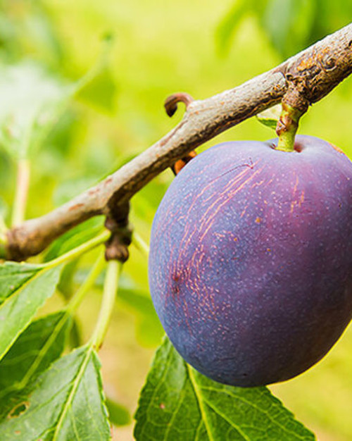 PRUNE PRÉSIDENTE