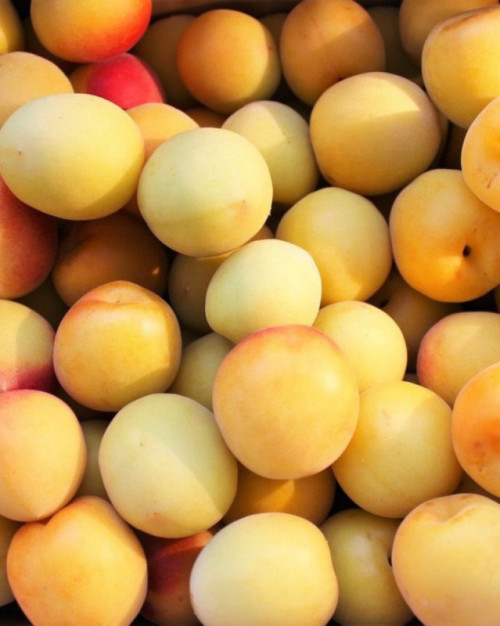 PRUNE TC SUN