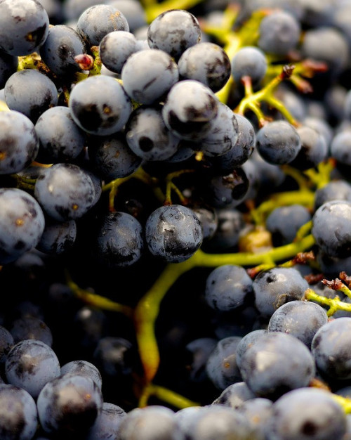 RAISIN MUSCAT