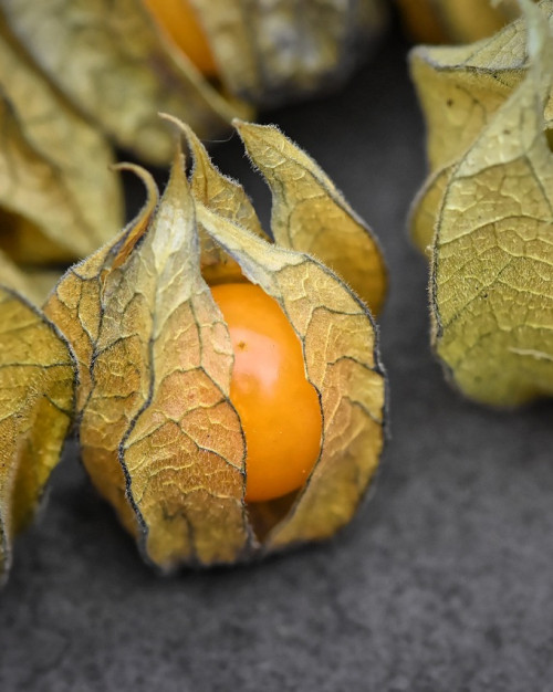 PHYSALIS