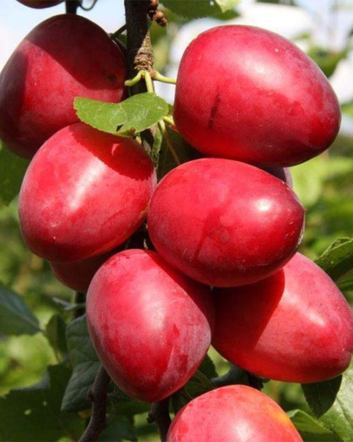 PRUNE ROUGE EXTRA