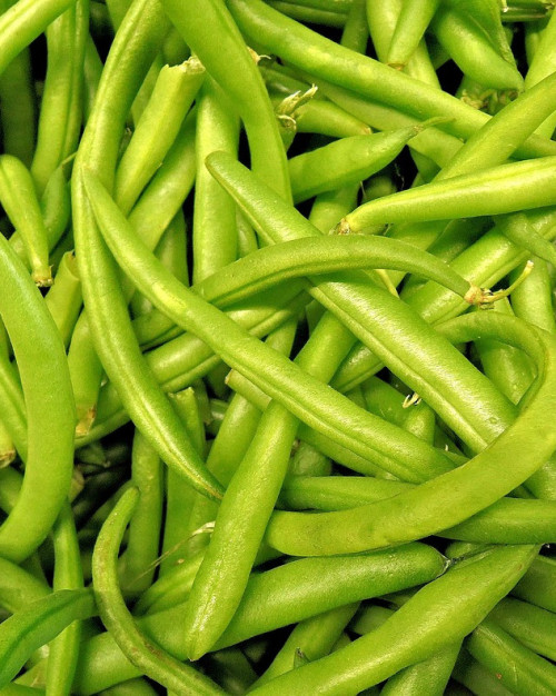 HARICOT VERT