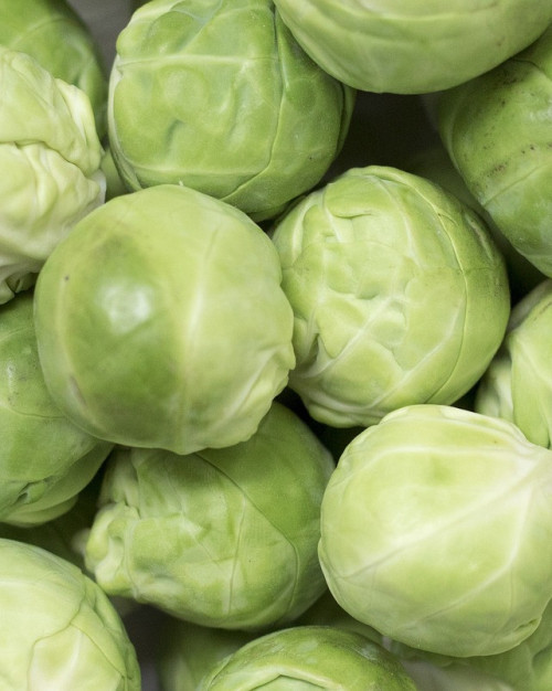 CHOU DE BRUXELLES