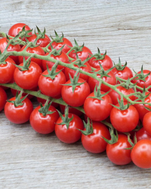 TOMATE CERISE GRAPPE EXTRA