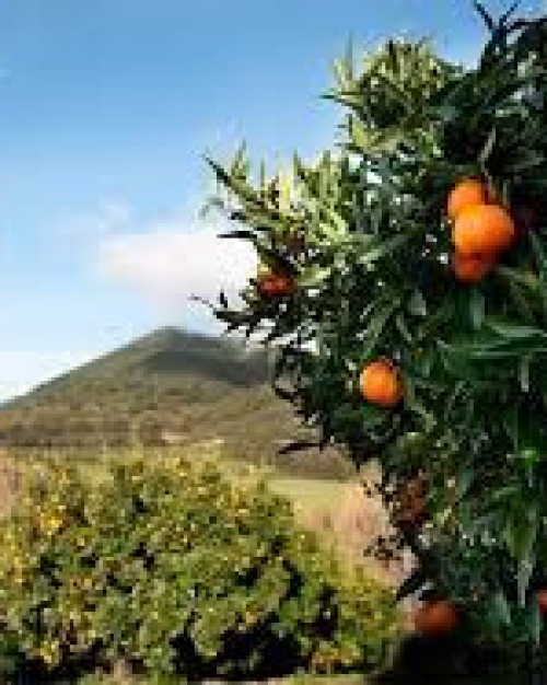 CLÉMENTINE DE CORSE