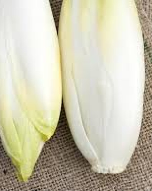 ENDIVE PLEINE TERRE