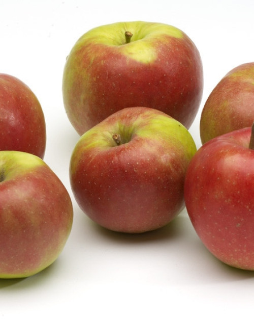 POMME JONAGOLD RÉGION