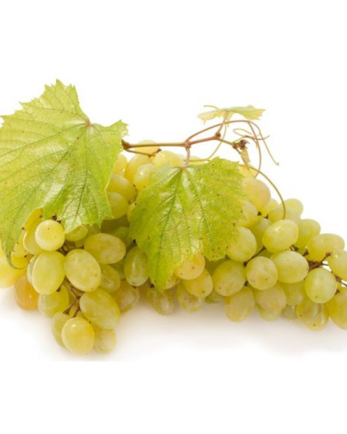 RAISIN BLANC ITALIEN