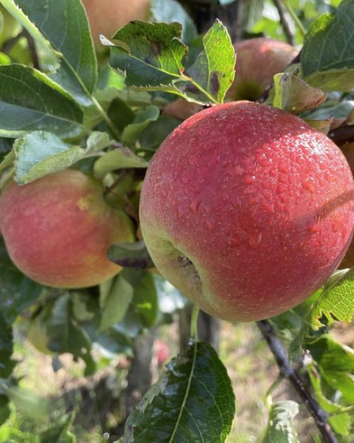 POMME COX ORANGE