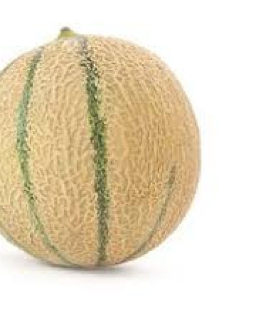 MELON PETIT FRANCAIS