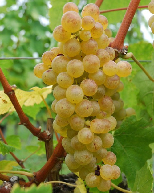 RAISIN CHASSELAS